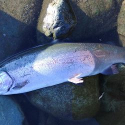 久しぶりの３０匹超え ～天竜川ルアーフライ専用区～